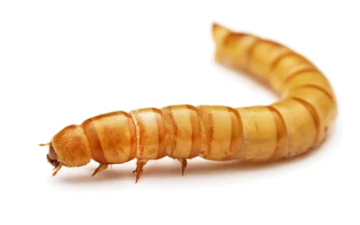 Potemník moučný